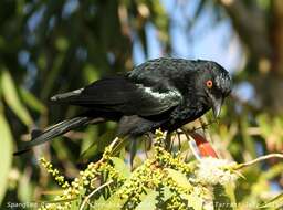 Image de Drongo pailleté