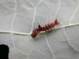 Image of Dagger Moths