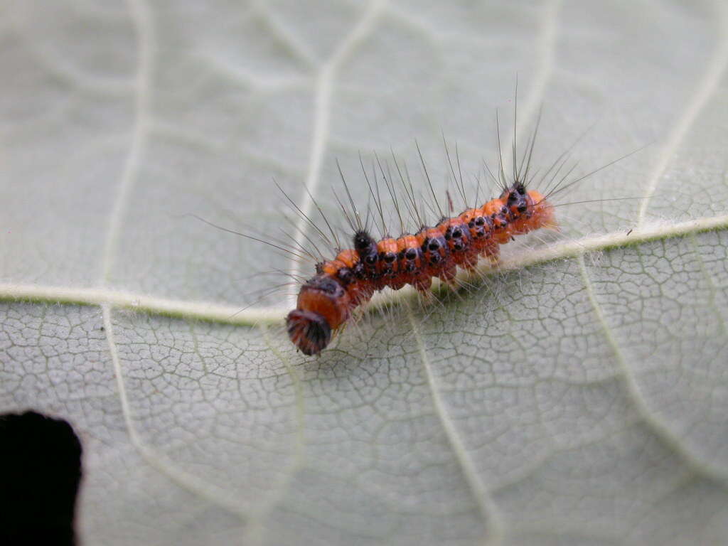 Image of Dagger Moths