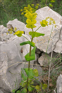 Image de Smyrnium perfoliatum L.