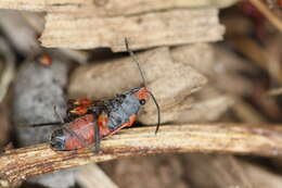 Melanerythrus mactans (Stal & C. 1867) resmi