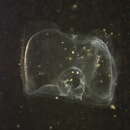 Image of Nanomia bijuga (Delle Chiaje 1844)