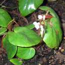 Image of Begonia ramentacea Paxton