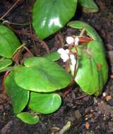 Image of Begonia ramentacea Paxton