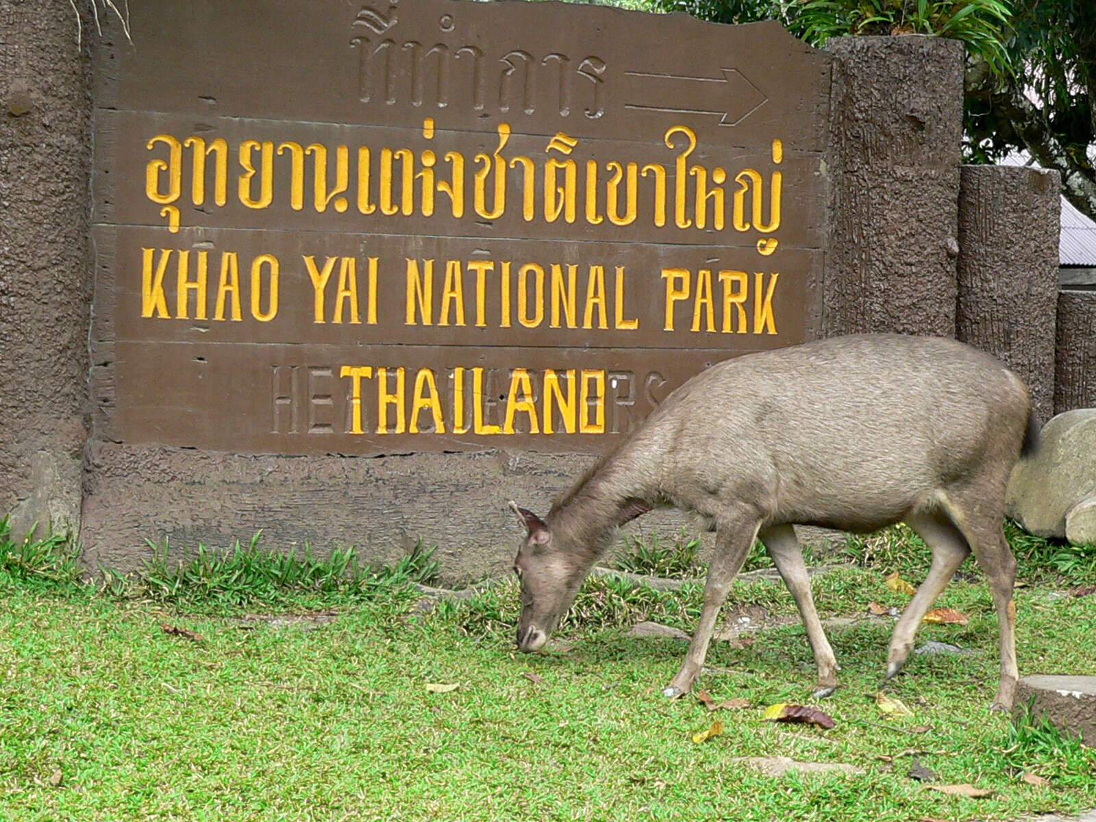 Слика од Rusa unicolor cambojensis (Gray 1861)