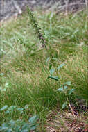 Imagem de Epipactis helleborine subsp. orbicularis (K. Richt.) E. Klein