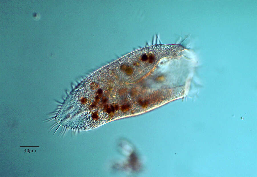 Image of Amphisiellidae