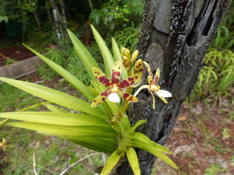 Image of hyacinth orchids