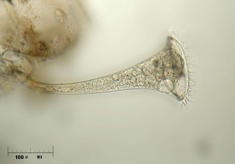 Stentor polymorphus的圖片