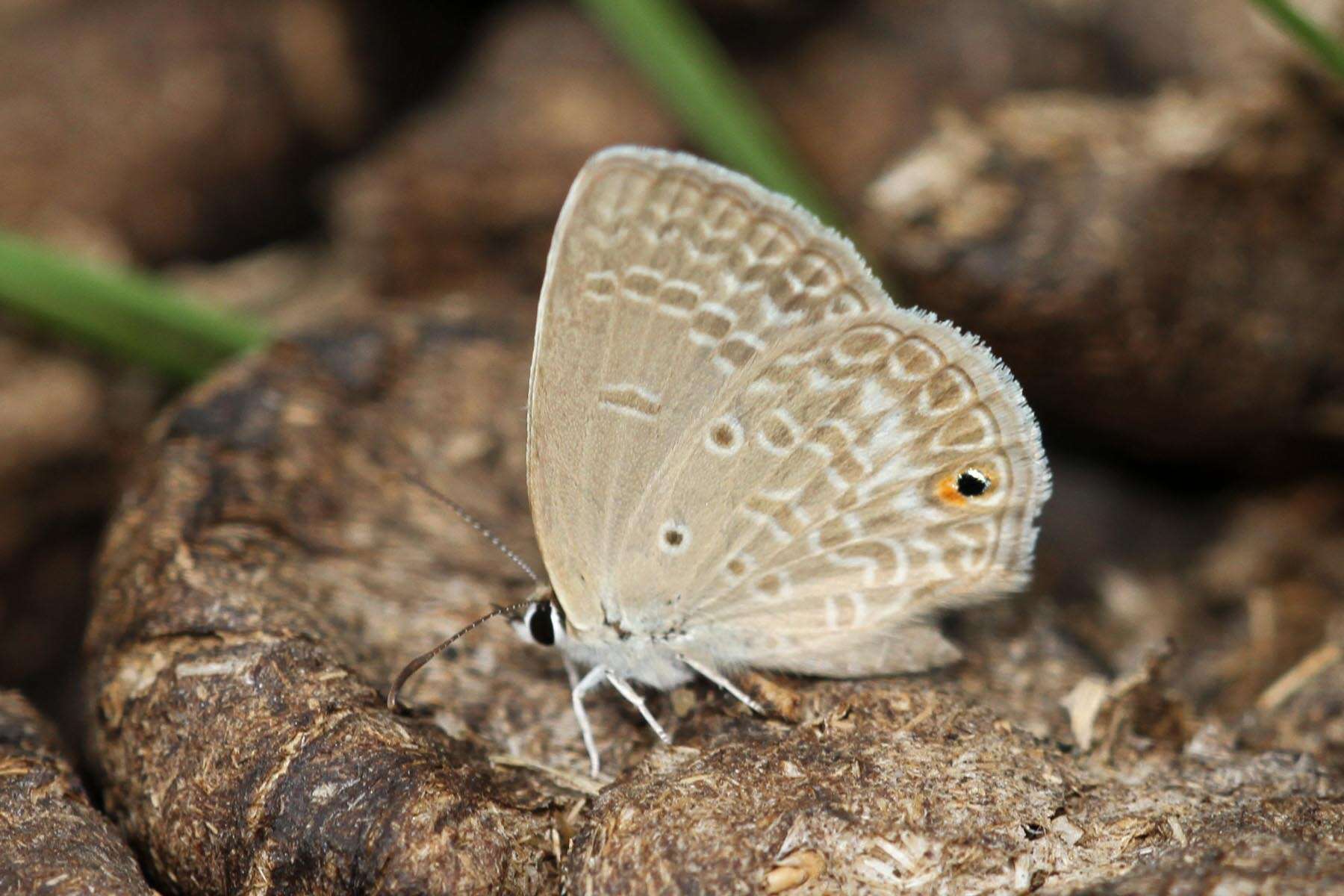 Image of Euchrysops malathana (Boisduval 1833)