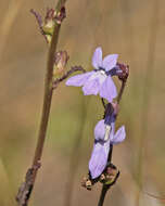 Image de Lobelia glandulosa Walter