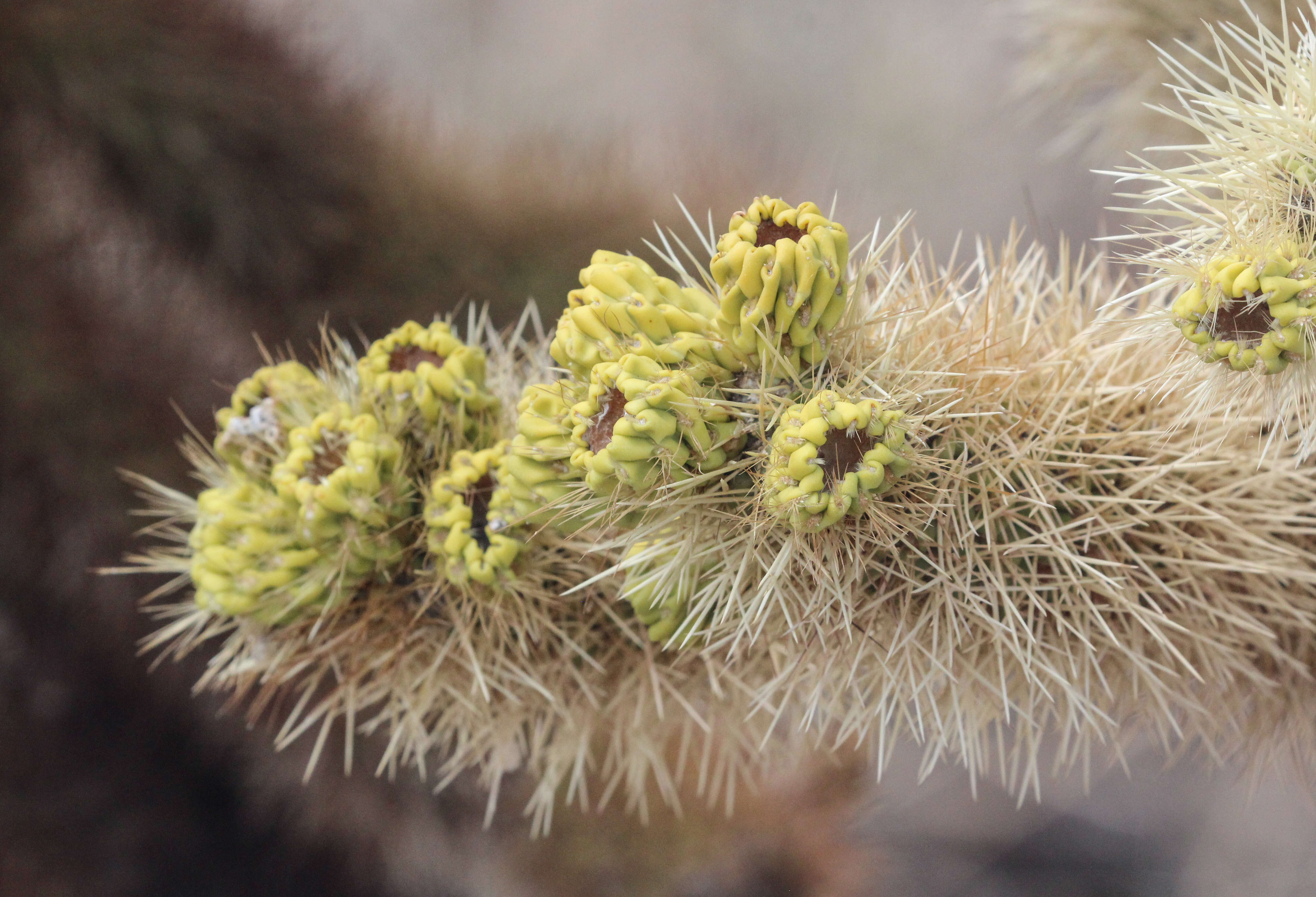 Image de Cylindropuntia imbricata (Haw.) F. M. Knuth