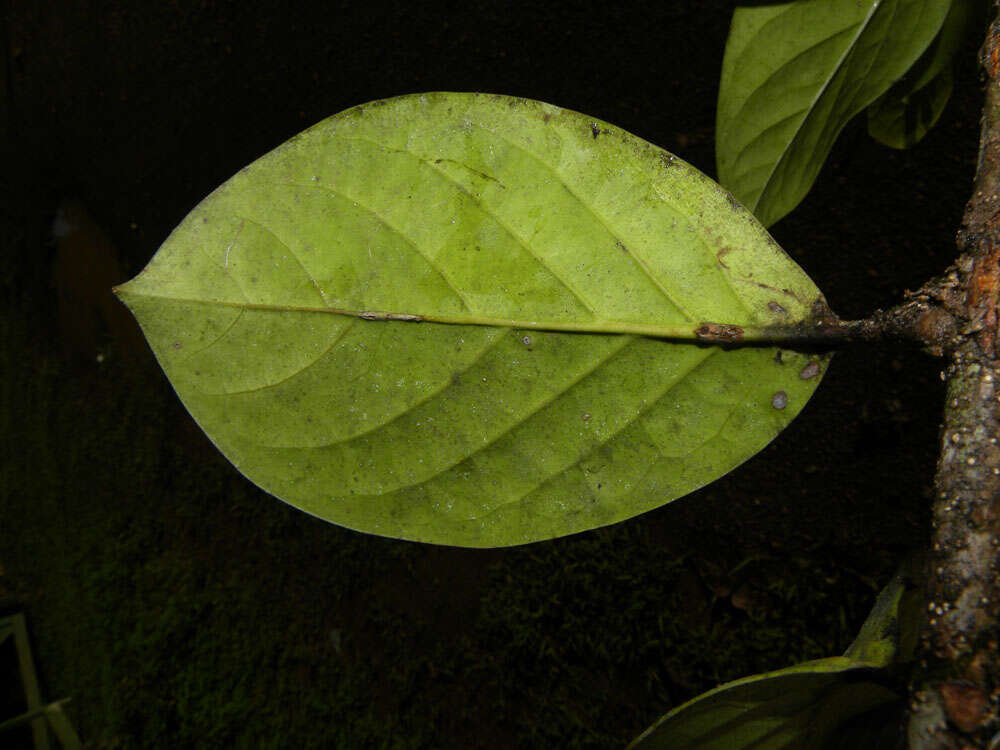 Image of Schlegelia parviflora (Oerst.) Monach.