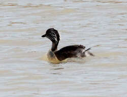 Image of Hoary-headed Grebe