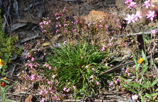 Image of Stylidium ricae S. Carlquist