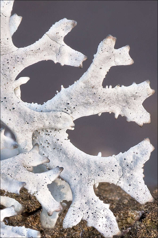 Image of light and dark lichen