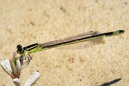 Image of forktail