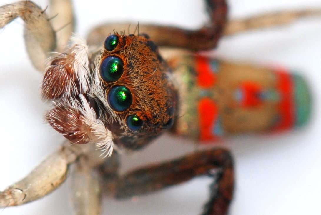 Image of Peacock Spiders