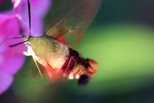 Image of Hummingbird Clearwing