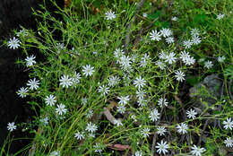 Image of Stellaria pungens Brongn.