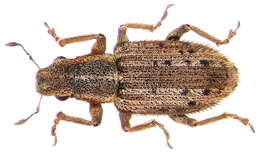 Image of Spotted Pea Weevil