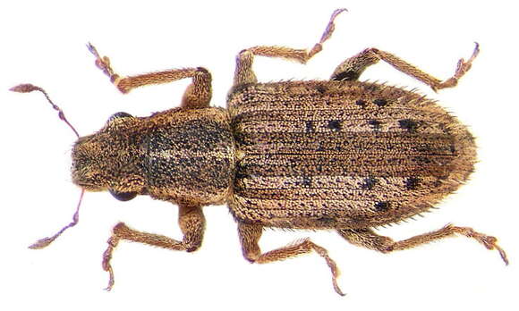 Image of Broad-nosed Weevils