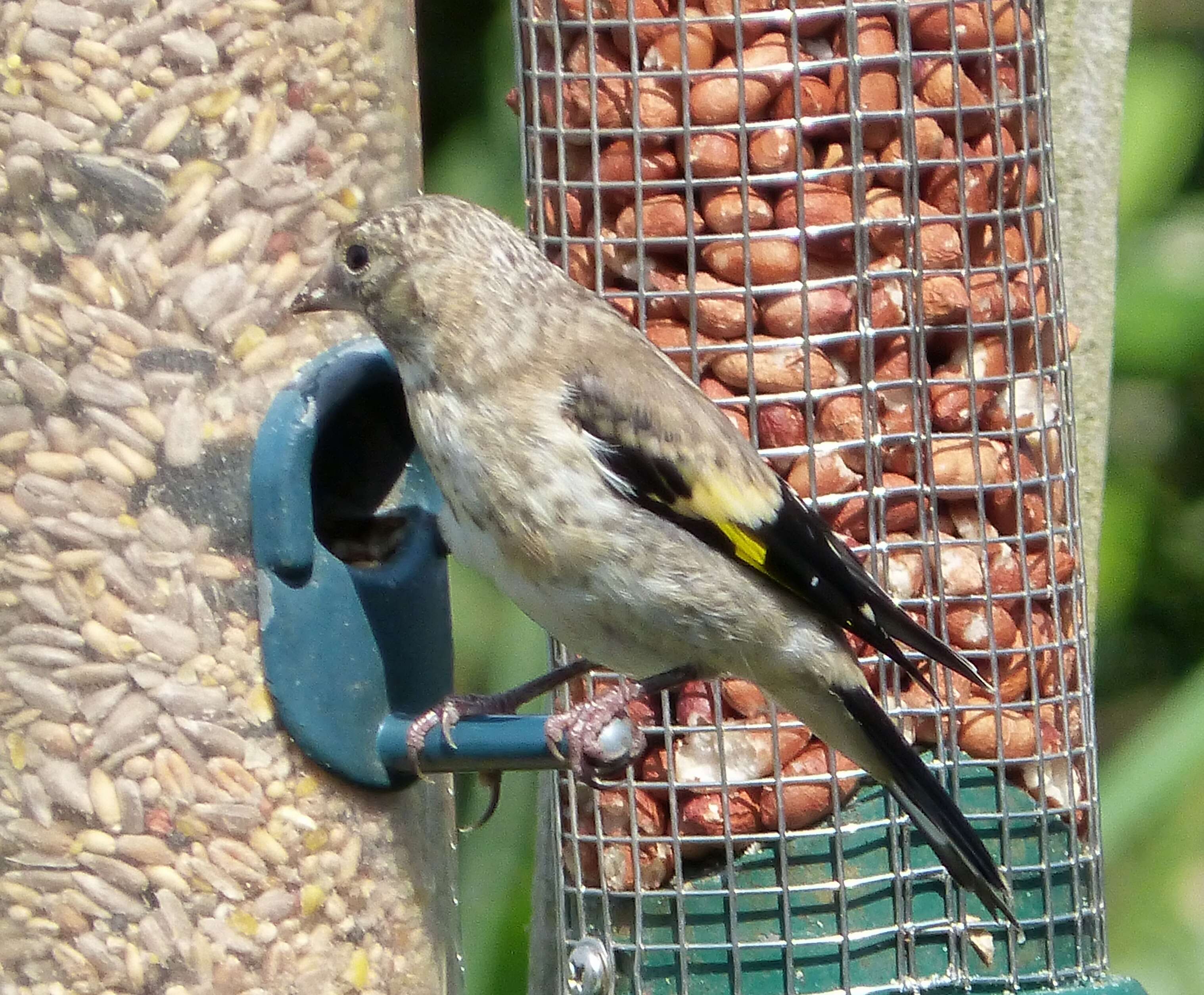 Imagem de Carduelis Brisson 1760