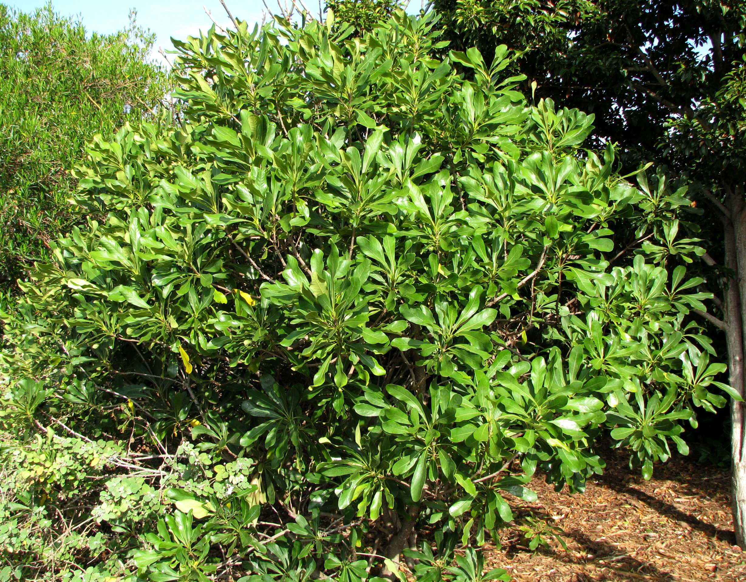 Image of Koolau Range Cheesewood