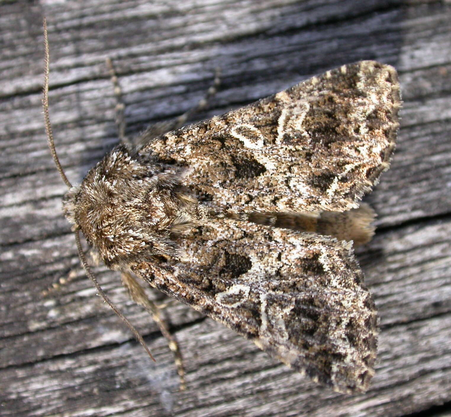 Image of the lychnis