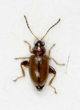 صورة Longitarsus jacobaeae (Waterhouse 1858)