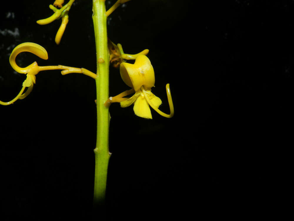 Image of Vochysia guatemalensis J. D. Smith