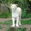 Image of Transvaal lion