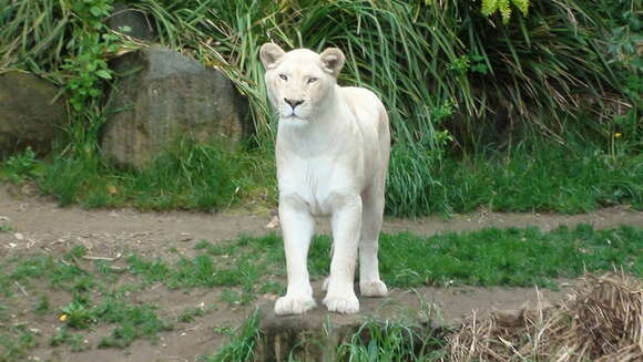 Image of Transvaal lion