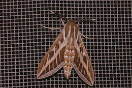 Image of striped hawk-moth