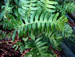 Image of polypody