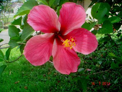 Image of China rose