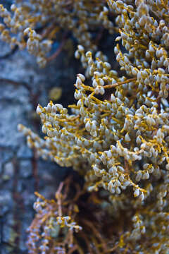 Image of dwarf mistletoe