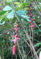 Image de Heliconia pogonantha Cufod.