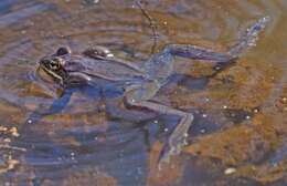 Image of Lithobates Fitzinger 1843