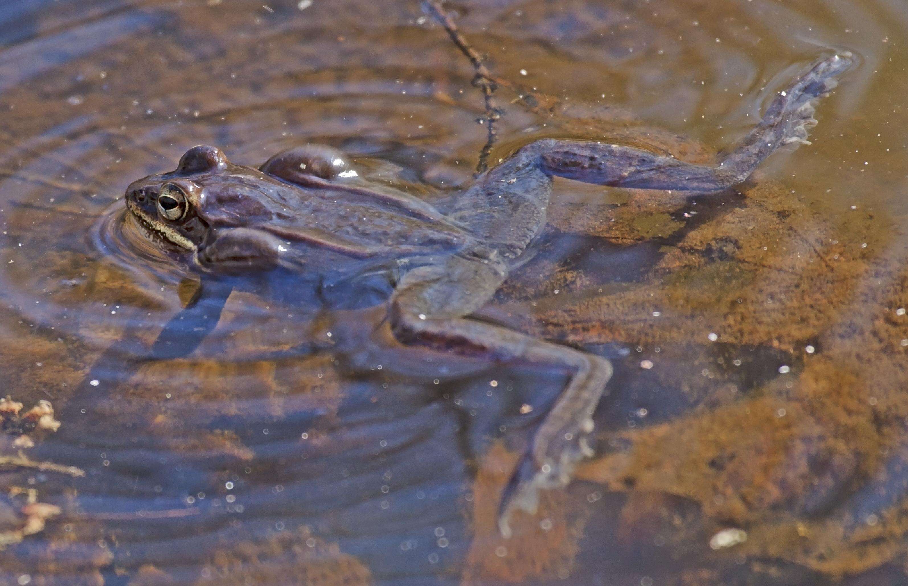 Image of Lithobates Fitzinger 1843