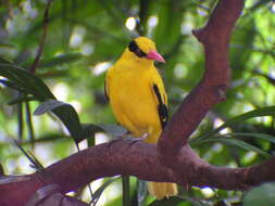 Image of Black-naped Oriole