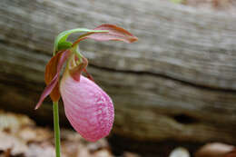 Слика од Cypripedium