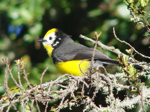 Image of Golden-fronted Redstart