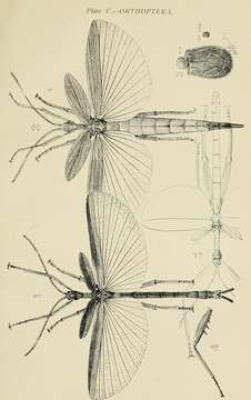 Image of Podacanthus wilkinsoni Macleay & W. J. 1881