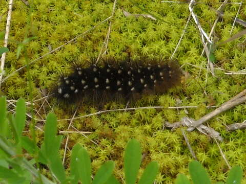 Image of Virgin Tiger Moth