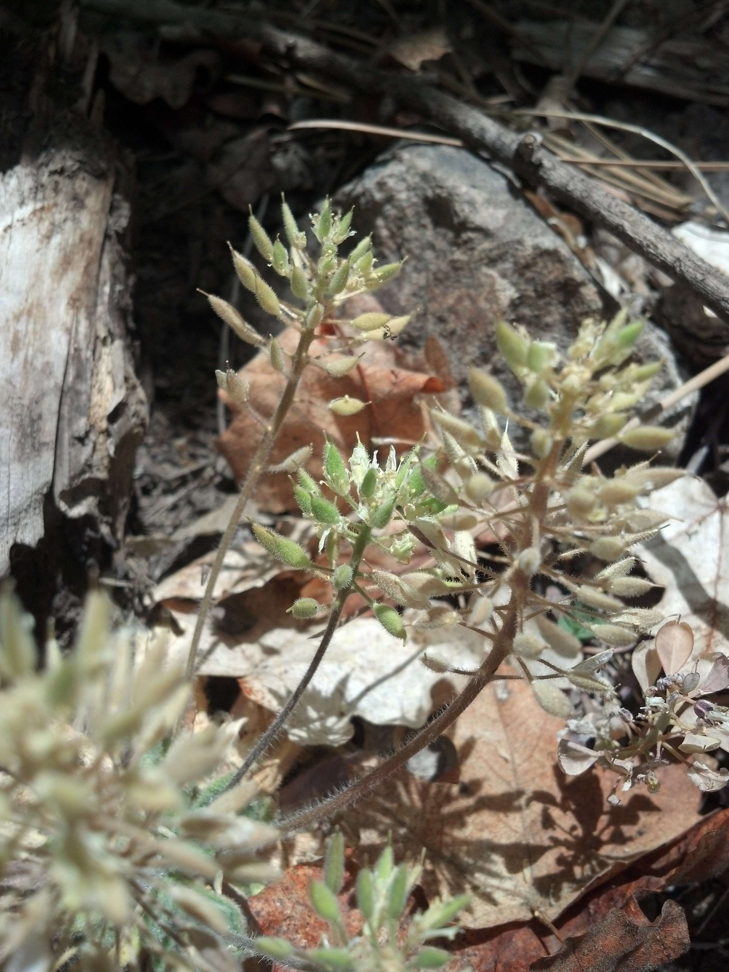 Image of rough draba