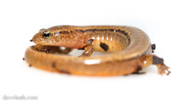 Image of Brook salamander