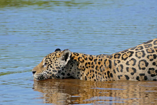 Image of Jaguar