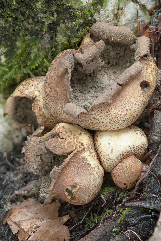 Image of Sclerodermataceae