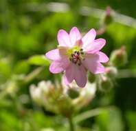 Image of geranium